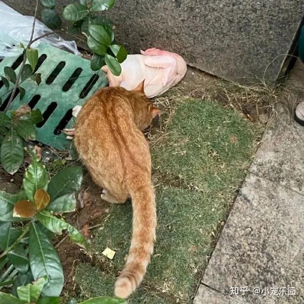 喂流浪猫要注意什么?小宠医师告诉你喂流浪猫必须要知道的一些事情 - 知乎