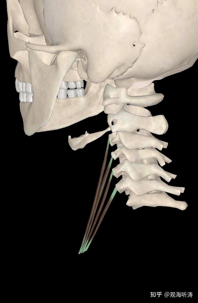 我们最严重的疲劳点通常来自颈部两侧横突结节上,这样是造成颈椎问题