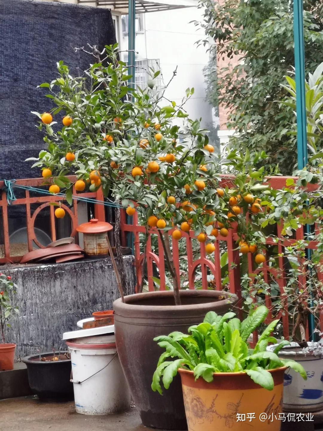 23岁女子楼顶建橘子园引67万人围观,硕果累累风景如画,一尘不染