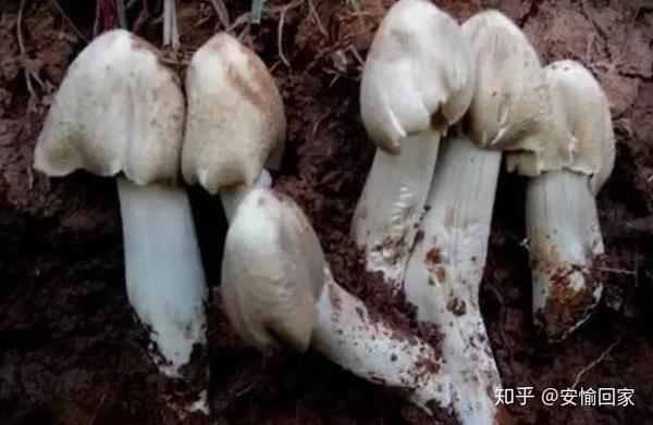 为什么鸡枞那么好吃？ - 知乎