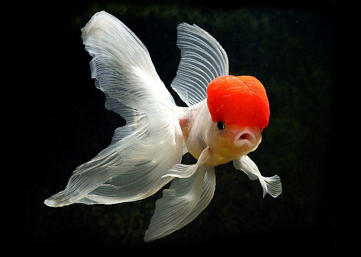 金鱼的种类有哪些十二种常见金鱼附图介绍