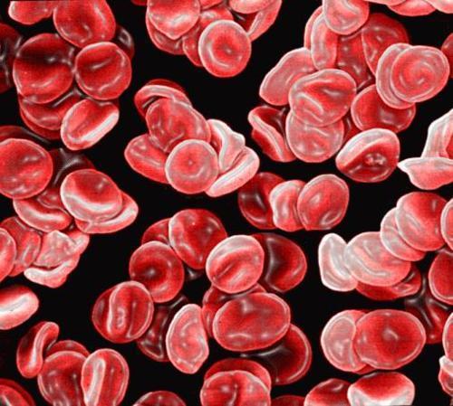 衰老红细胞被肝脾和骨髓的单核-巨噬细胞系统所吞噬和破坏,将血红蛋白