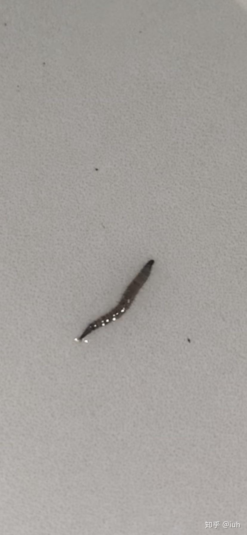 卫生间洗手池上面有黑色的小虫子这是是什么虫