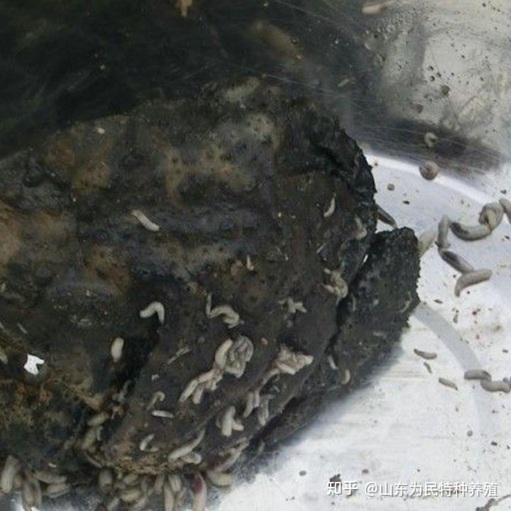 蟾蜍蛆虫 癞蛤蟆蛆 有什么作用