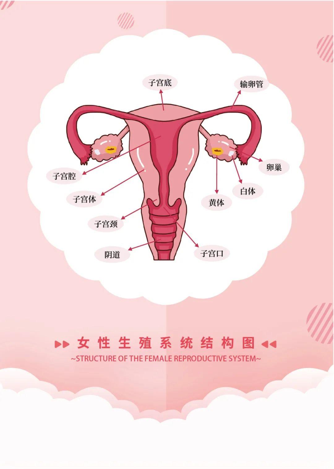 图1-110 女性膀胱和尿道(冠状切面)-妇产科学-医学
