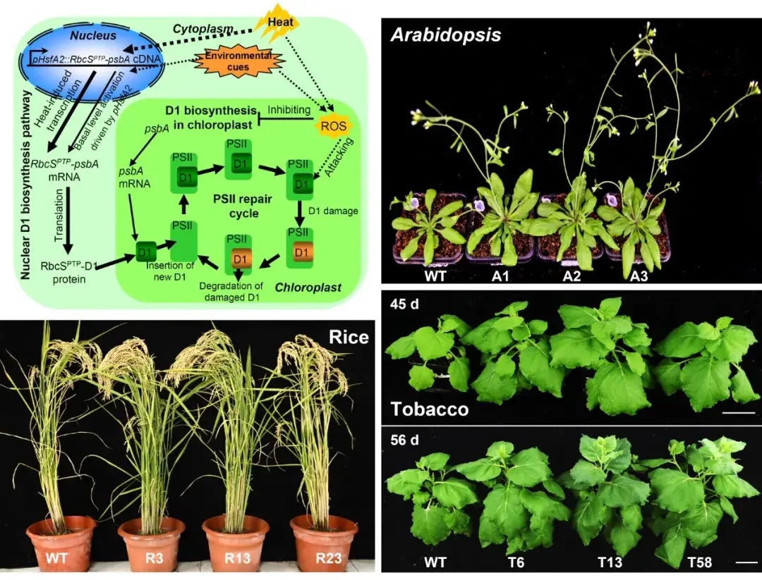 natureplants突破郭房庆研究组创建d1蛋白合成新途径可显著提高光合
