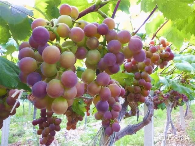 葡萄树春季管理6大技术句句真理