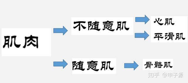于骨,骨骼肌收缩迅速,有力,容易疲劳,可随人的意志舒缩,故称随意肌