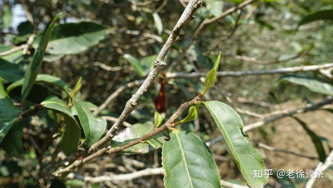 【老徐谈茶】特别节目：老徐带你去看2023年麻黑古树、中树、小树茶的发芽情况！ - 知乎