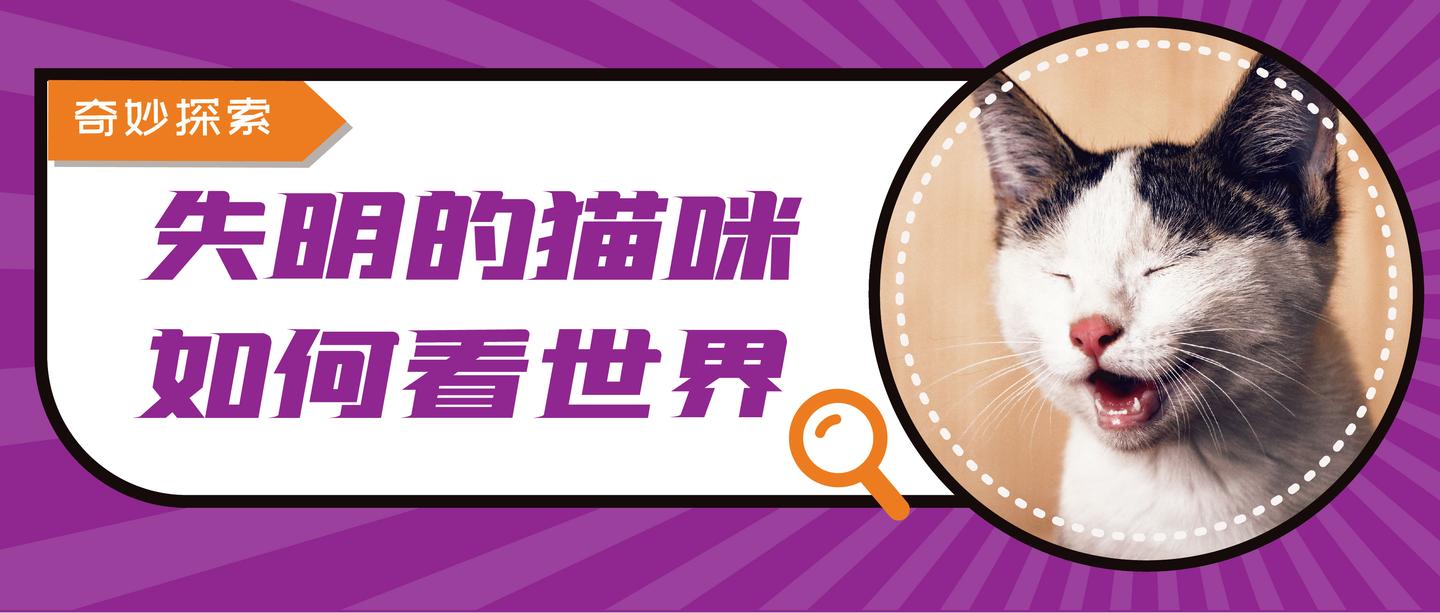 失明的猫咪听力真的更好吗 如何照顾小盲猫 知乎