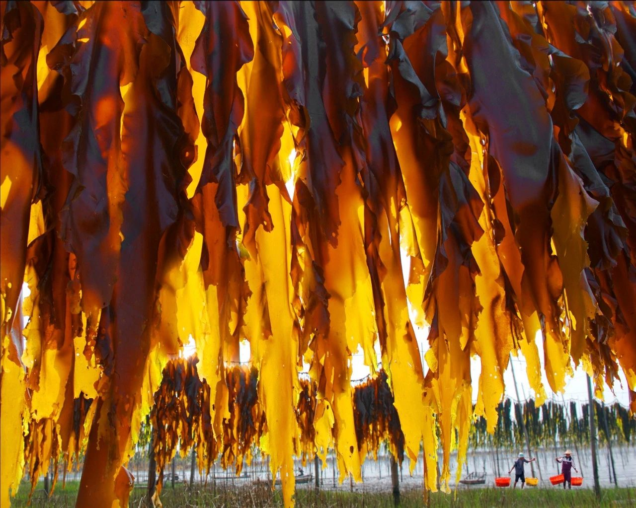 昆布海带和褐藻一瞥作者暮晖熠熠