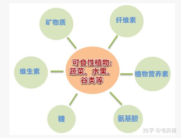 什么是植物营养素 什么是植物营养素 二安网