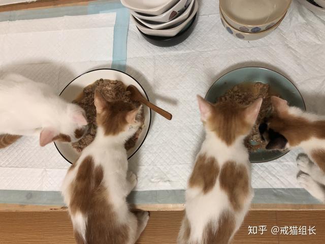 猫能吃地瓜胡萝卜和南瓜吗?