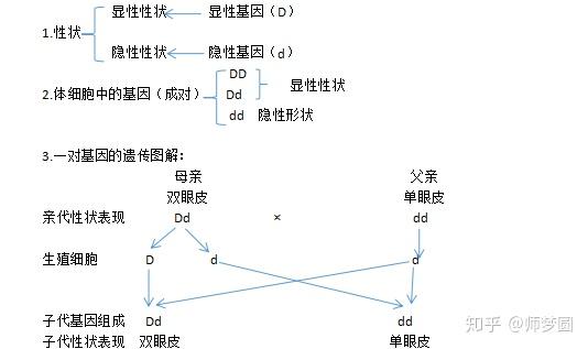 苏教版初中生物八年级下册第二节人的性状和遗传公开课优质课课件教案