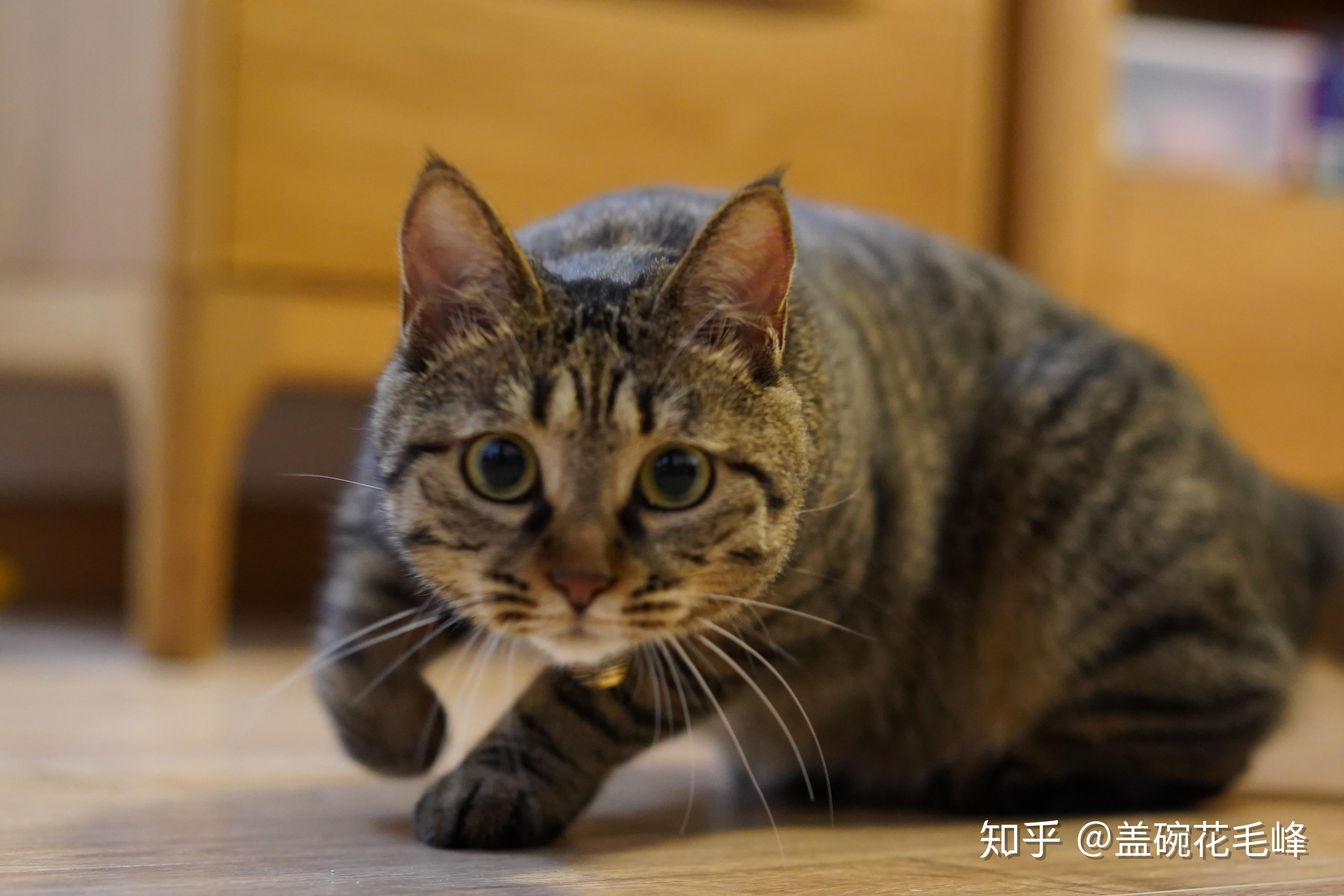 狸花猫耳朵上的一撮毛是干什么用的