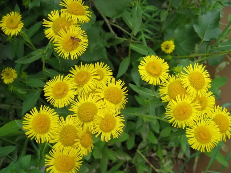 千日红花68.翦春罗69.夹竹桃70.荷包牡丹71.西番莲