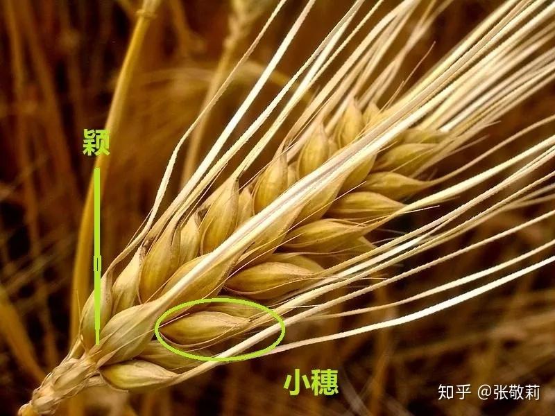 小麦麦穗结构示意图图片