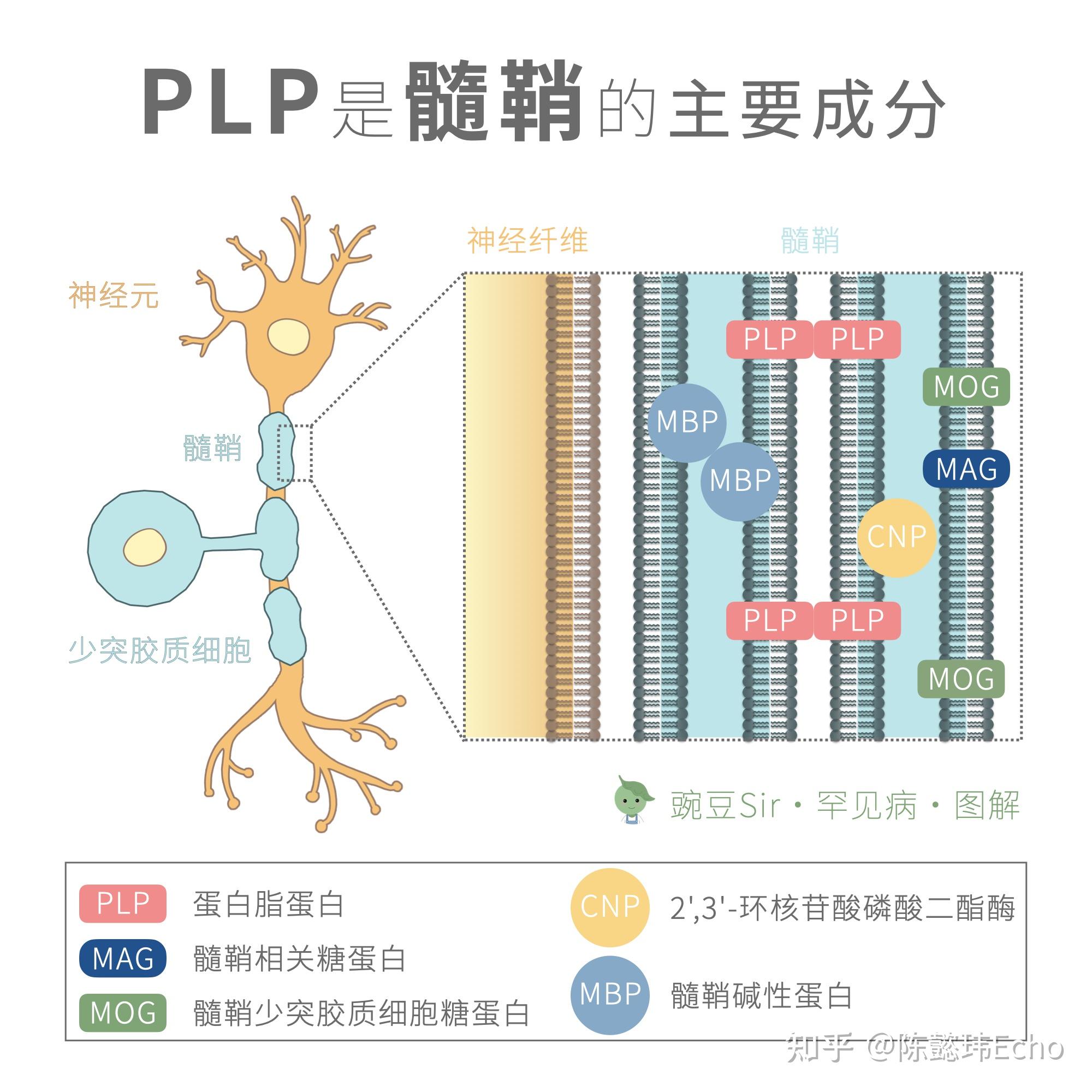 佩梅病图片