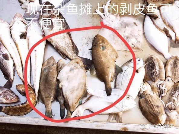 为什么80年代初市场上经常买的“剥皮鱼”,现在看不到了? - 知乎