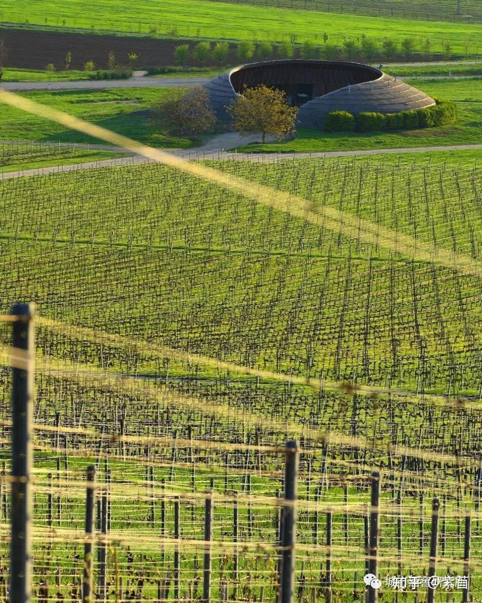 主流葡萄品种之琼瑶浆gewurztraminer