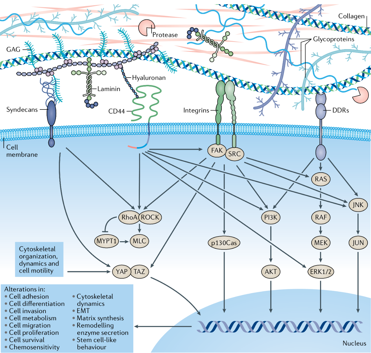 NAT REV | 细胞外基质在癌症中的作用 - 知乎