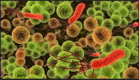 微生物对人类生活有哪些影响 知乎