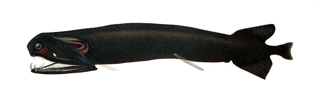 柔骨鱼的杀手锏作者达达