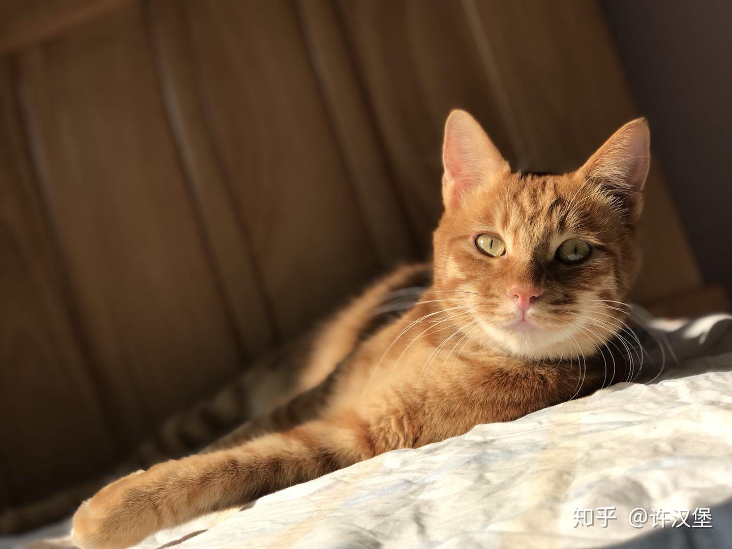 网络上传的橘猫是什么品种?