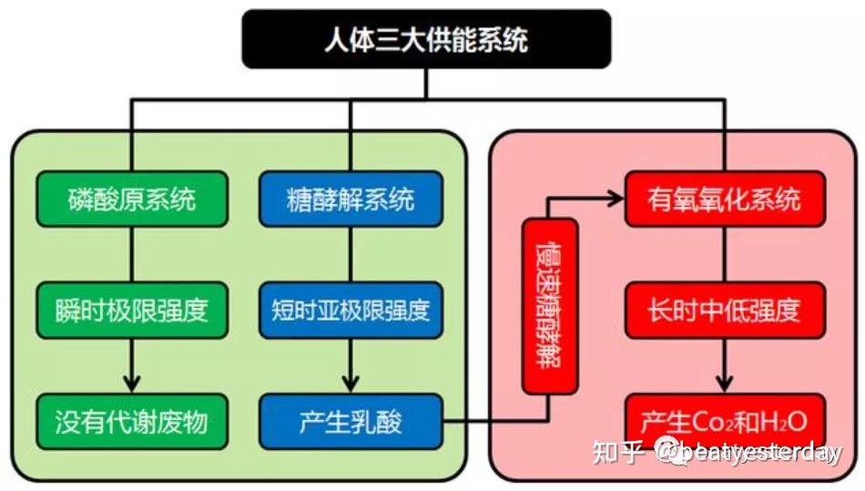 关于慢跑的不完全手册之四人体能量系统