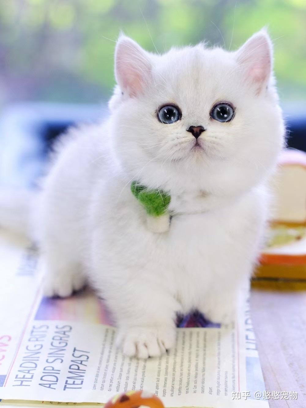 最可爱的猫咪品种图片