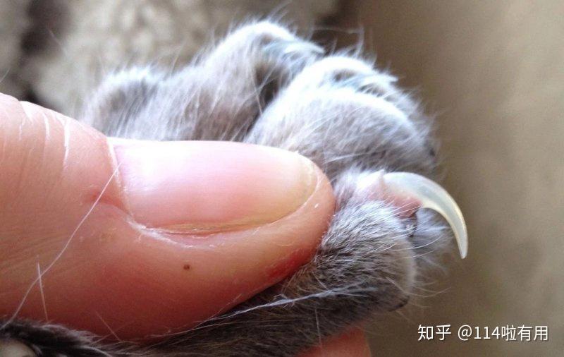 猫咪和狗不同,它们的指甲呈透明状,你可以清晰的看到指甲后端的红色