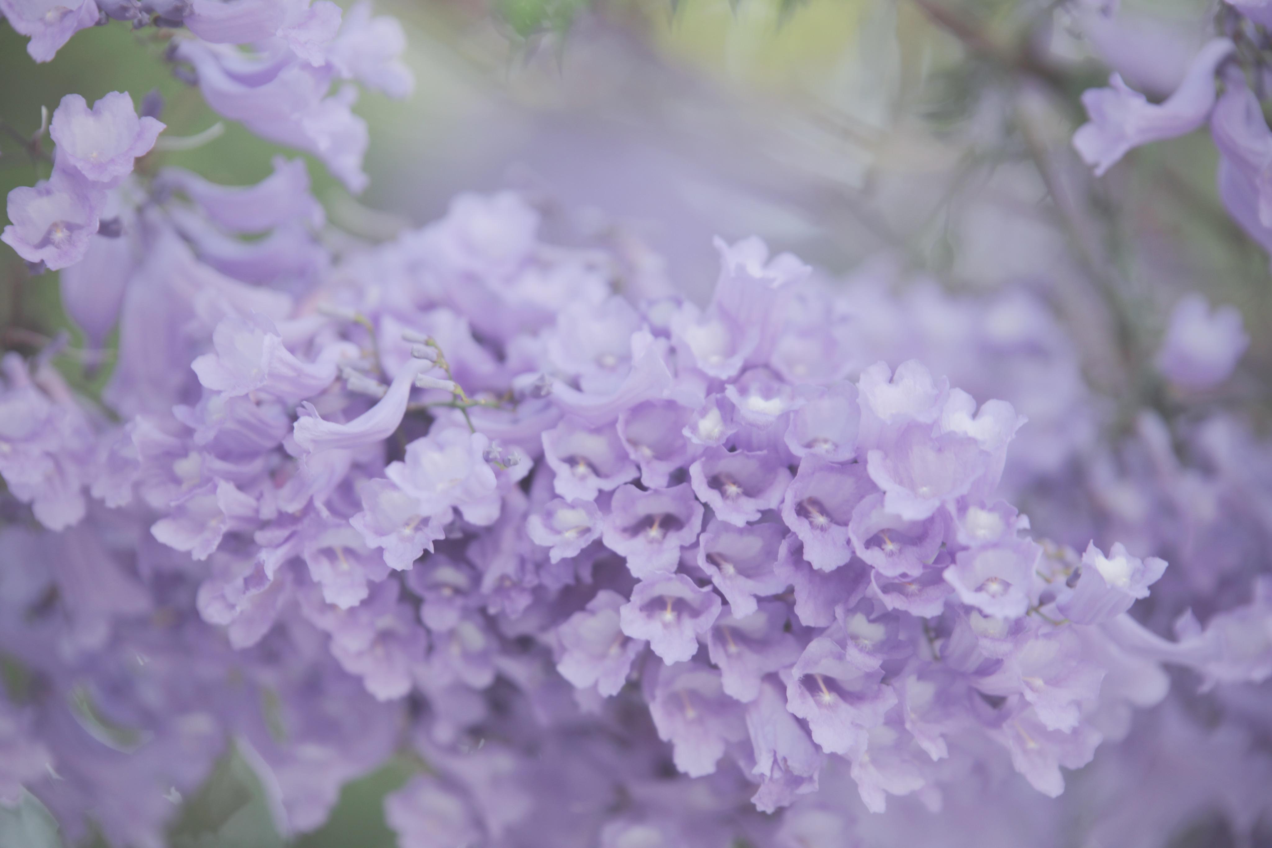 太美了昆明变身紫色花海引无数人前去打卡附五个最佳观赏地