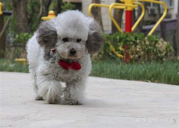 灰色贵宾犬为什么比较 受欢迎 看完后 我也想养一只了 知乎