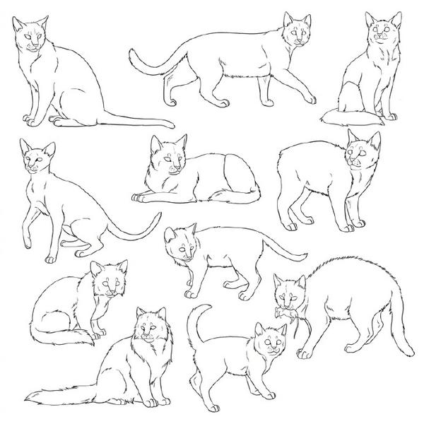 猫的简易画法图片