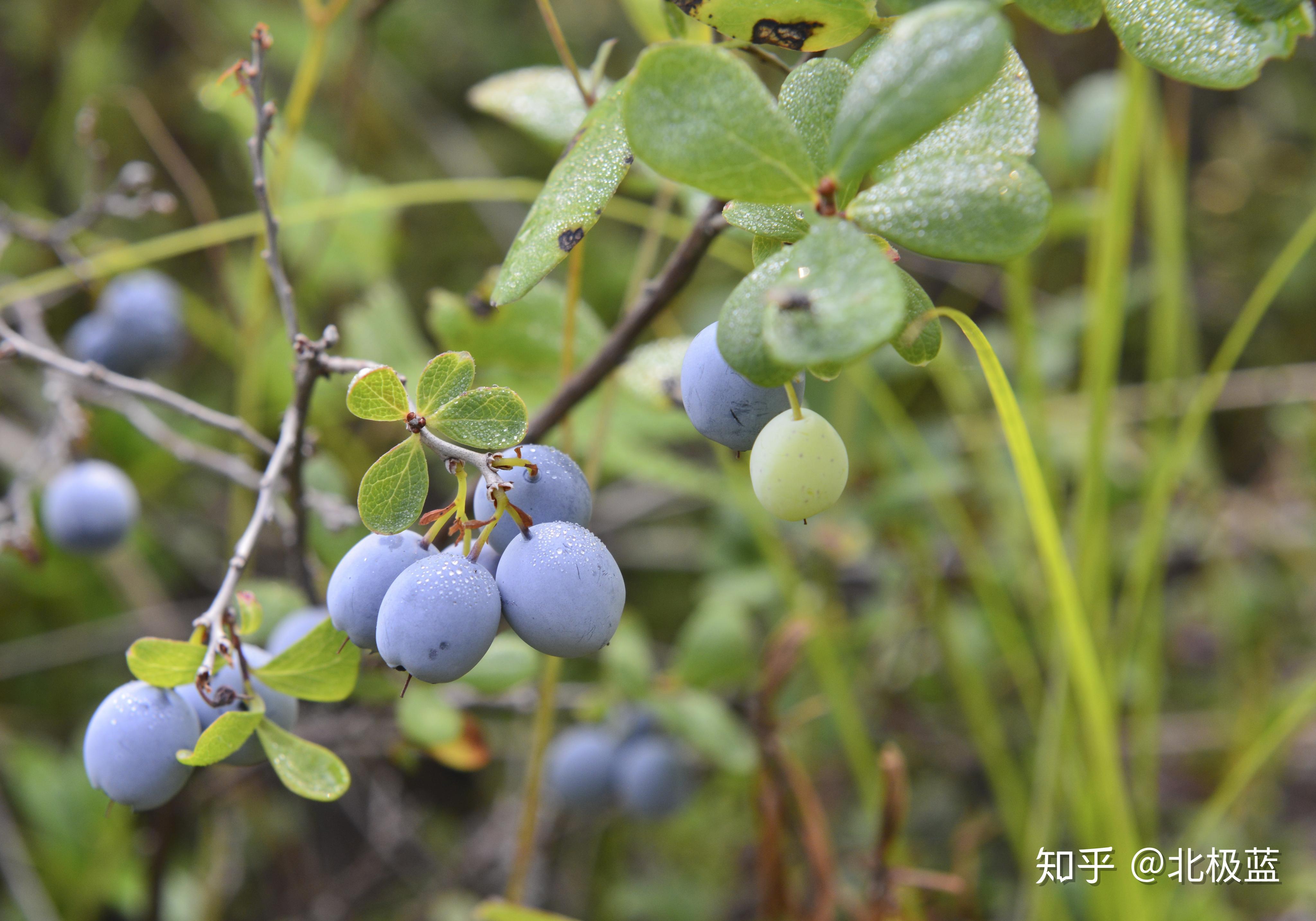 水果科普☞云南高原生态蓝莓 - 知乎