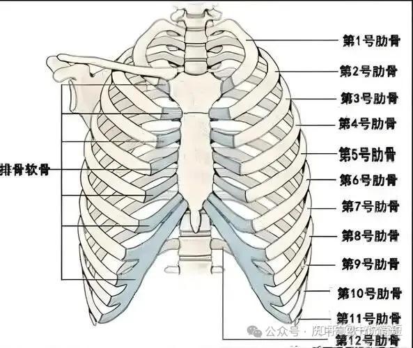 身体自带的“舒肝丸”和“健胃消食片”:期门穴 - 知乎