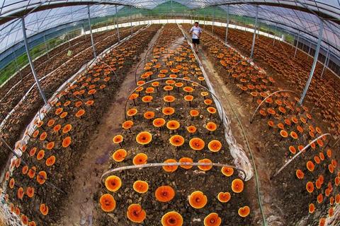 泽海菌业从1993 年开始做食用菌大棚种植,做过平菇,金针菇,草菇,白灵