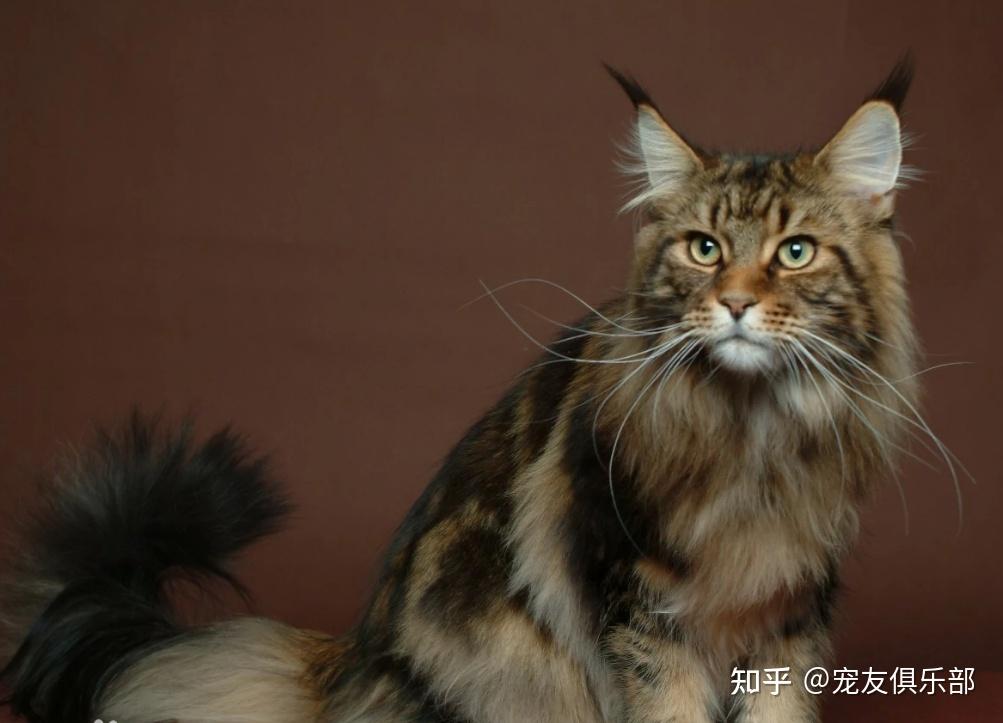 72种猫咪品种大全图片及介绍 | - 知乎