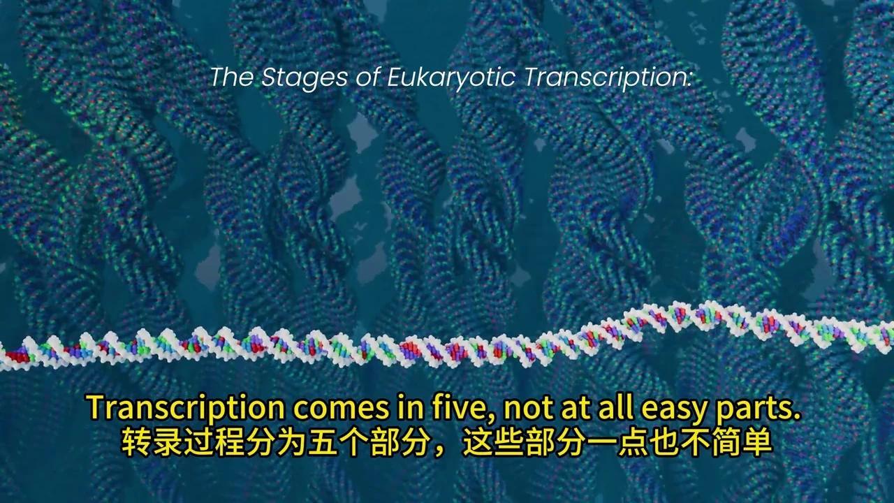 彻底解密DNA转录与mRNA剪接:动画揭秘生物学奥秘 - 知乎