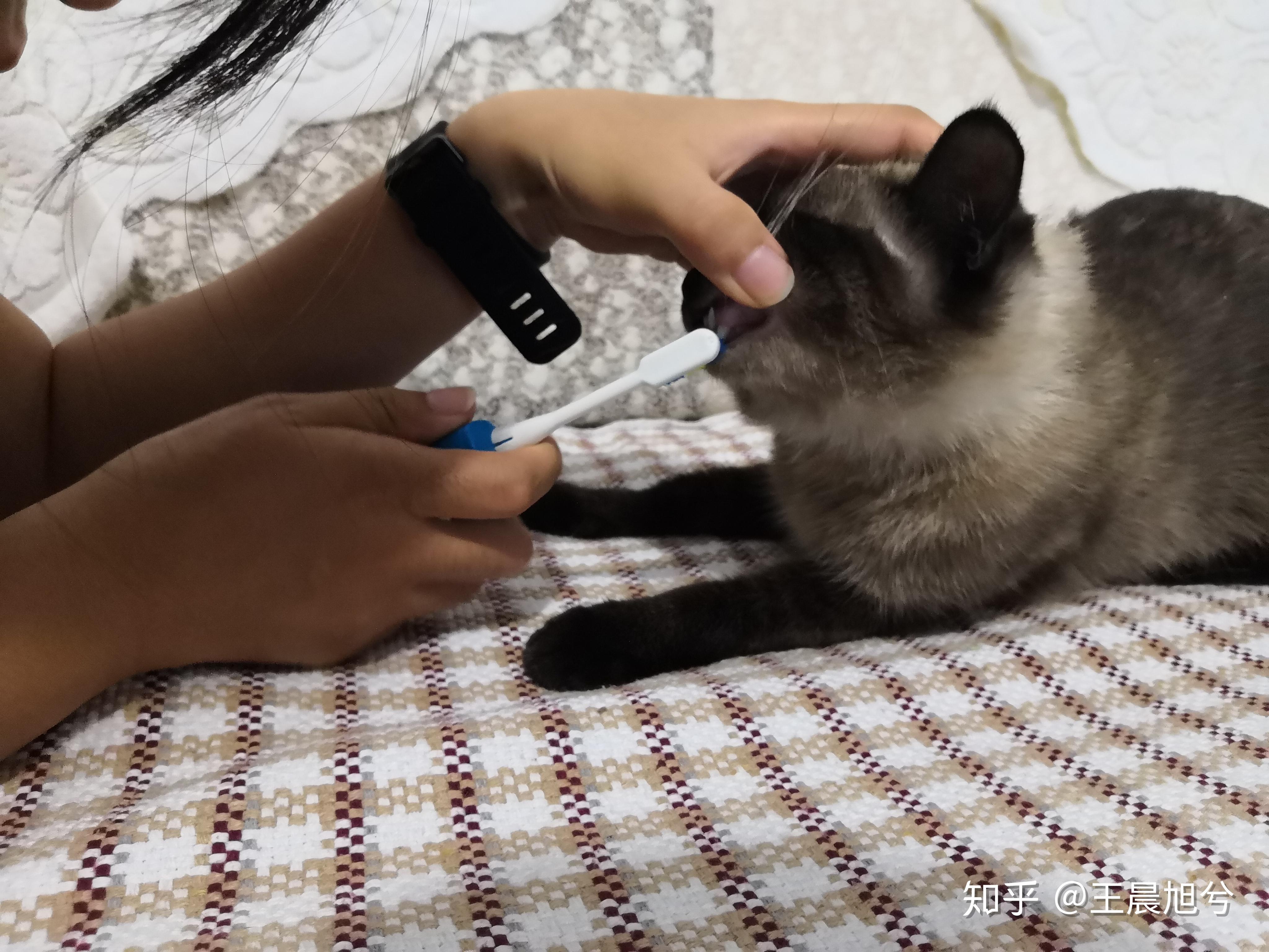 怎么选猫咪有什么技巧和方法 v2-fb9351f9178896bbf9b74cac5bcb6b25_r.jpg