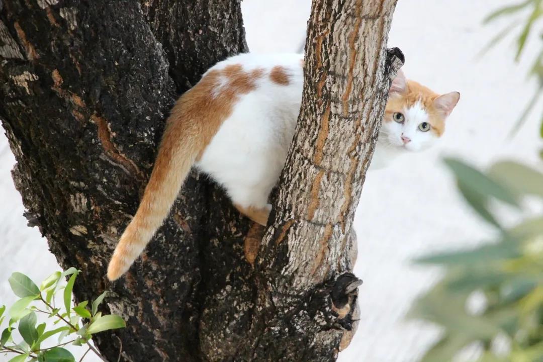 猫：上树容易下树怂丨猫咪爬树下不来咋办？ - 知乎