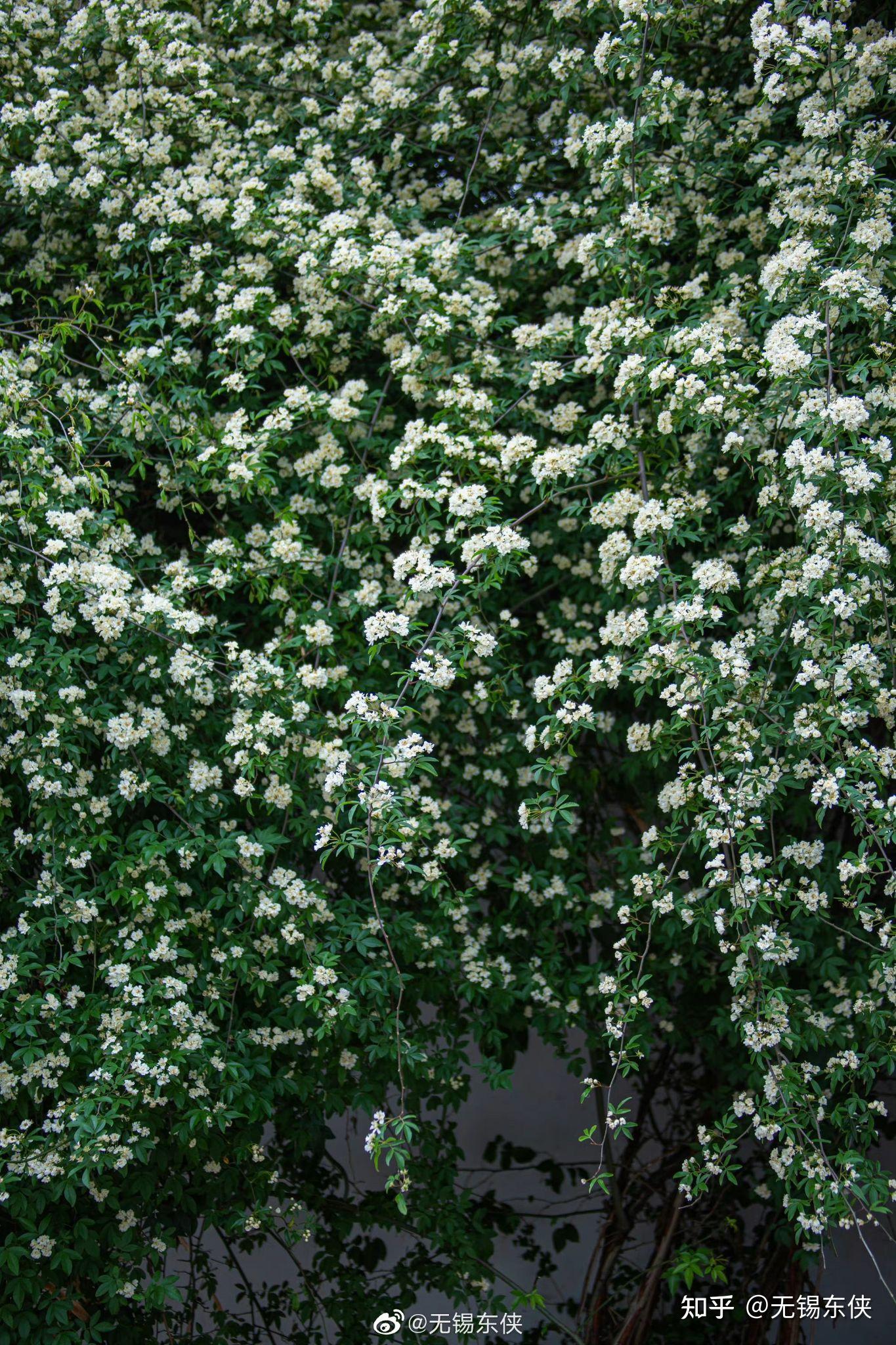 鹅湖玫瑰园的白木香 - 知乎