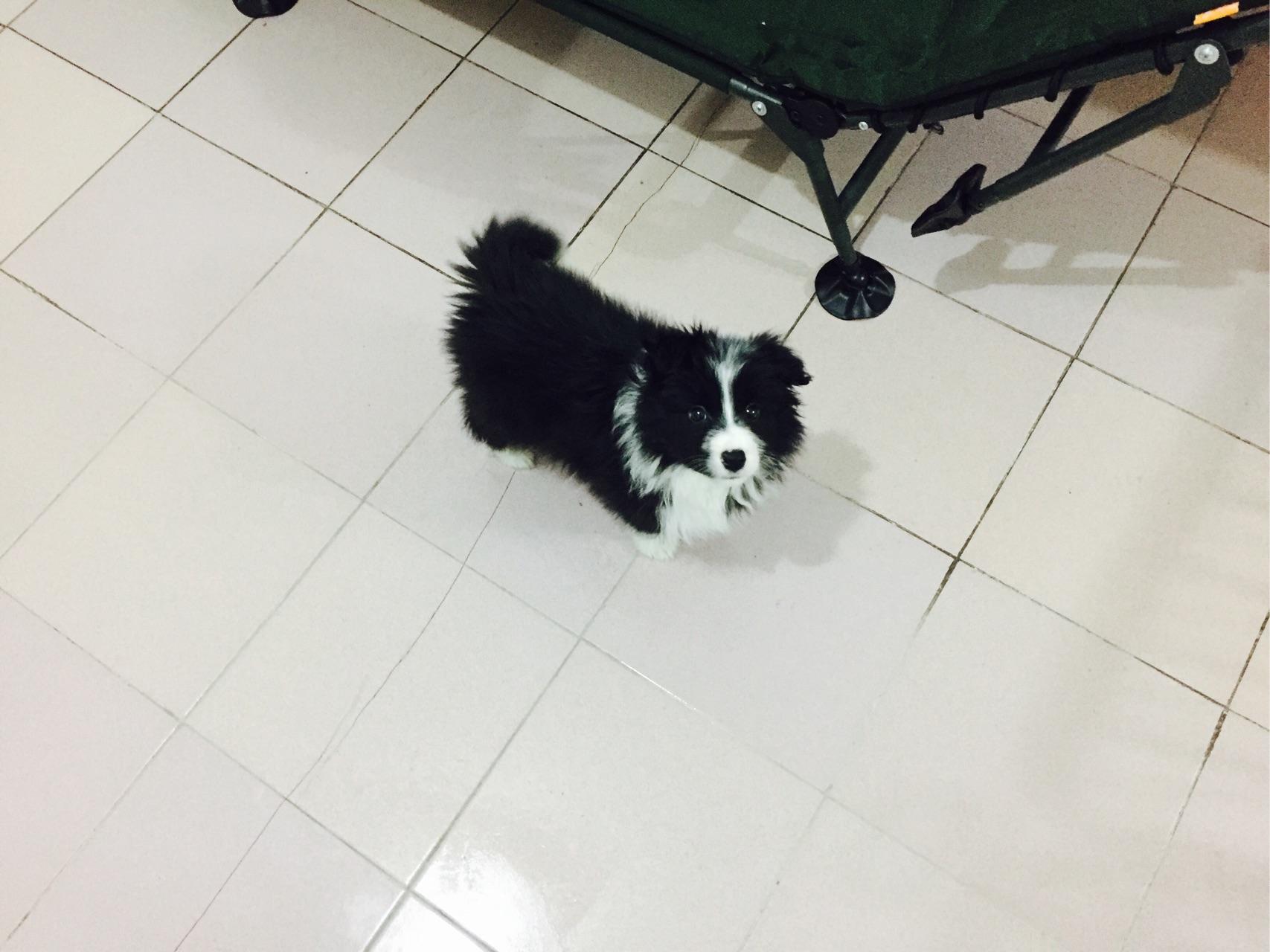 【求助】新买的狗狗如果是细小狗瘟潜伏期宠物