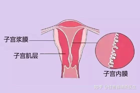子宫内膜厚度的三个不同阶段