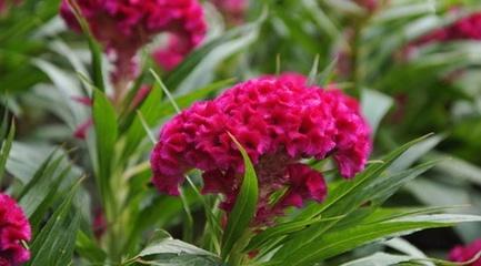 四,月季花酒原料:月季花10克,当归,丹参各30克,冰糖50克,黄酒1000克.