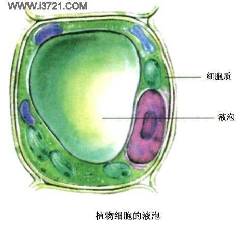 有谁知道液泡在各种生物中是如何分布的只有植物存在液泡吗