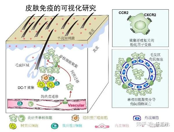皮肤微生态的炎症性皮肤病和衰老 - 知乎