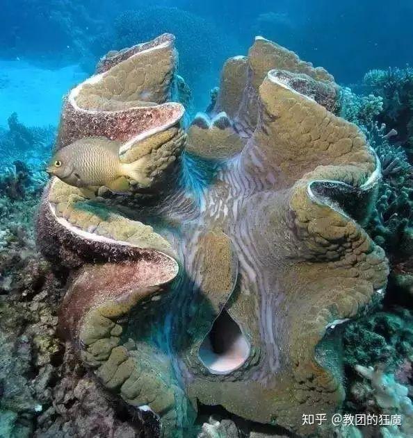 珍稀度堪比大熊猫-国家一级保护动物砗磲 - 知乎