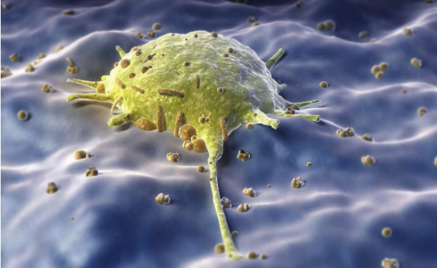 immunity:发现一群新的肝巨噬细胞