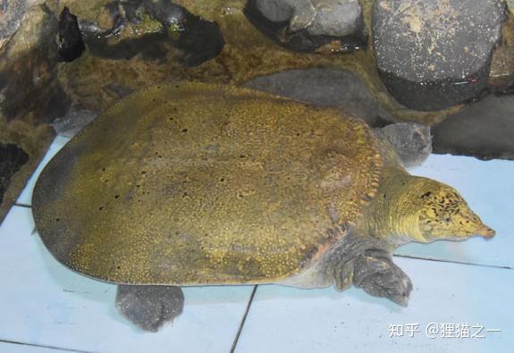 40年老鳖？云南男子家养80斤巨鳖，比脚盆还大得多！网友：斑鳖！ - 知乎